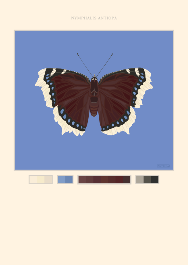 Mourning Cloak Blue Butterfly Poster Featured Mourning Cloak Butterfly Poster Blue