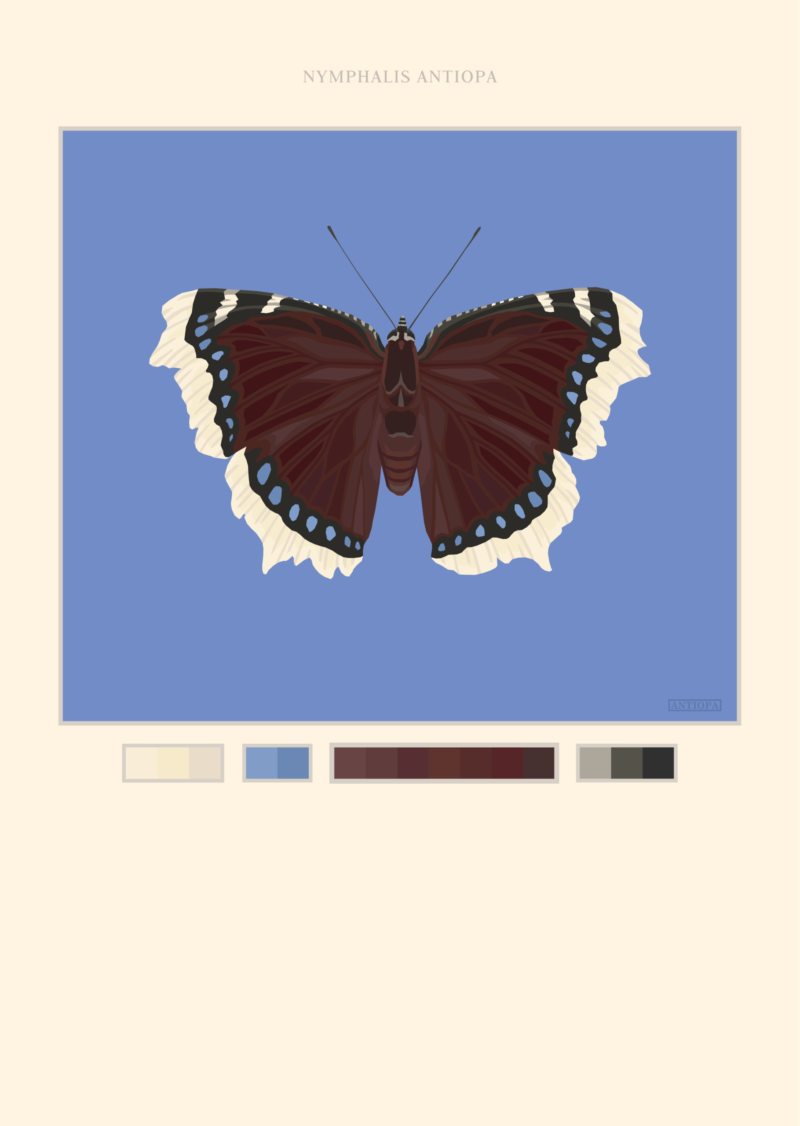 Mourning Cloak Blue Butterfly Poster Featured Mourning Cloak Butterfly Poster Blue