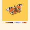 Peacock Butterfly Poster