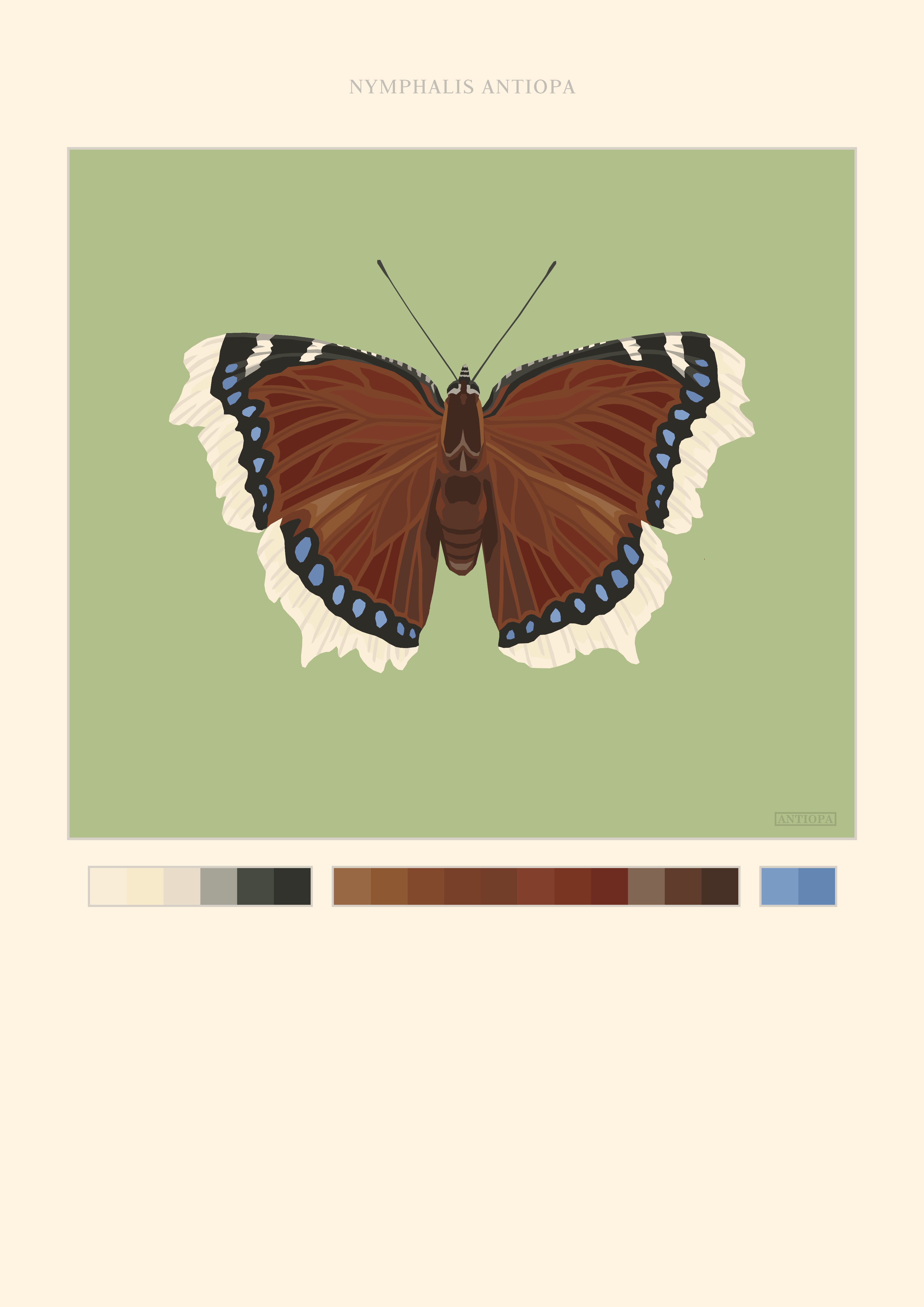 Mourning Cloak Butterfly Poster Green Background Mourning Cloak Butterfly Poster Green