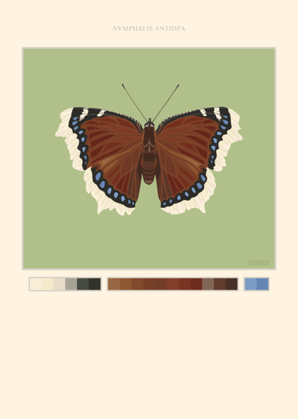 Mourning Cloak Green Butterfly Poster Featured Mourning Cloak Butterfly Poster Green