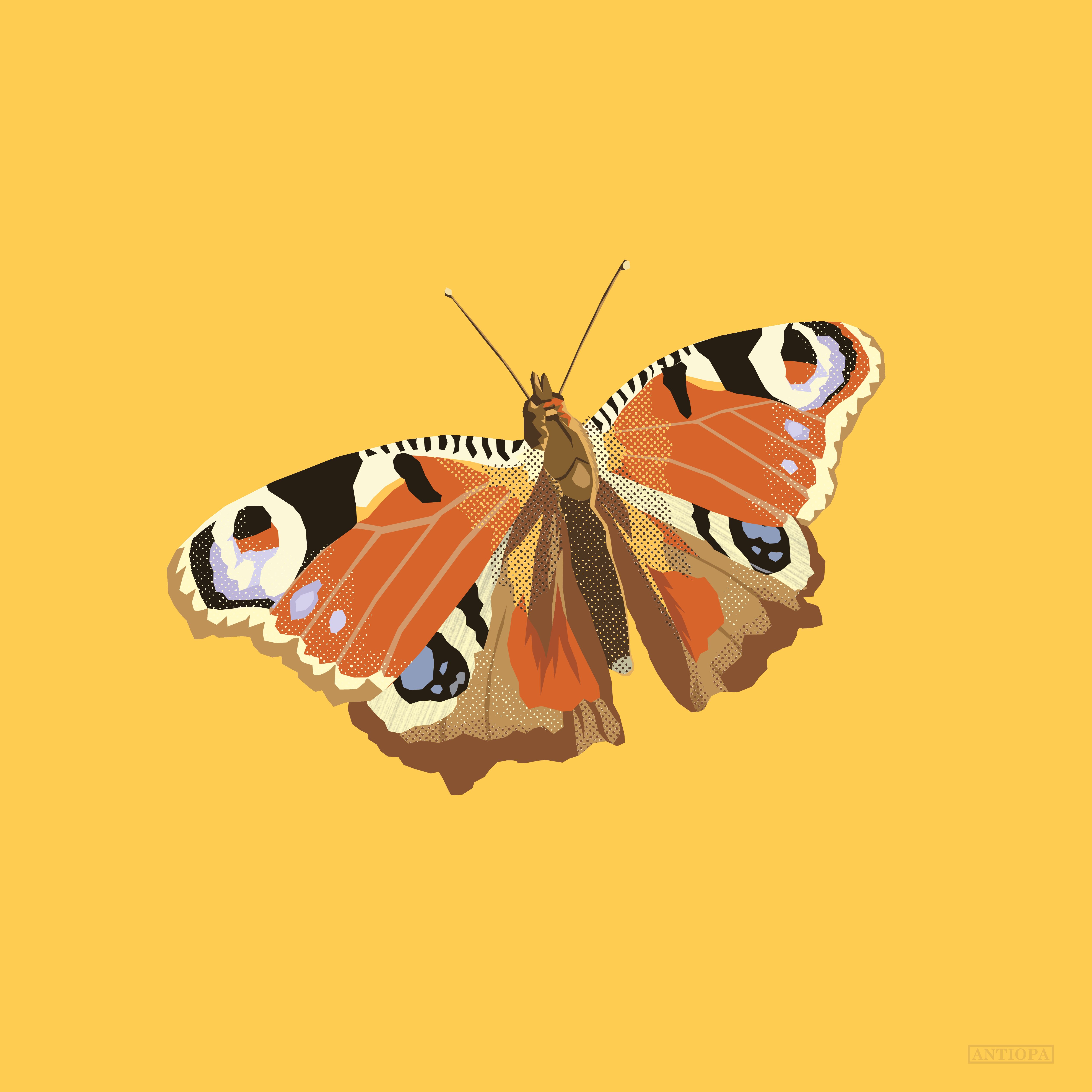 Peacock Butterfly Square Peacock Butterfly Square Poster