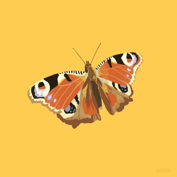 Peacock Butterfly Square featured Peacock Butterfly Square Poster
