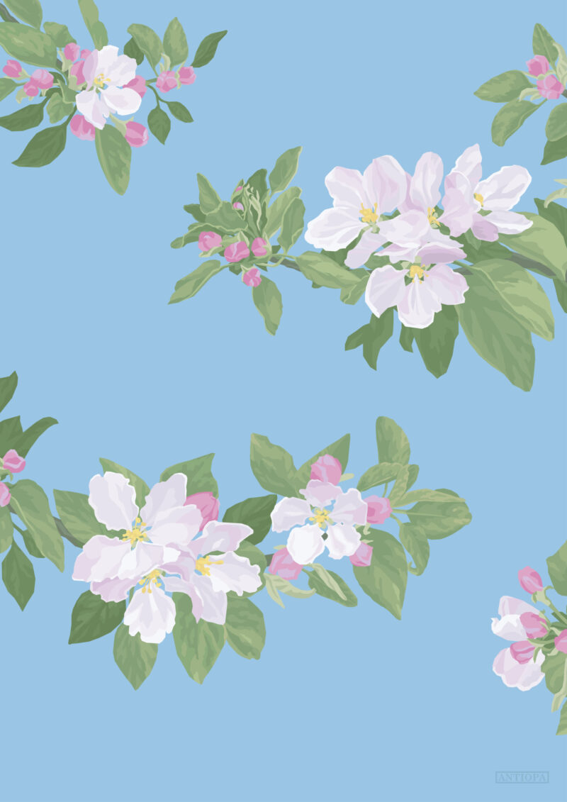 Cherry Blossom Light Blue Poster