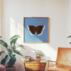 Mourning Cloak Blue Butterfly Poster Square