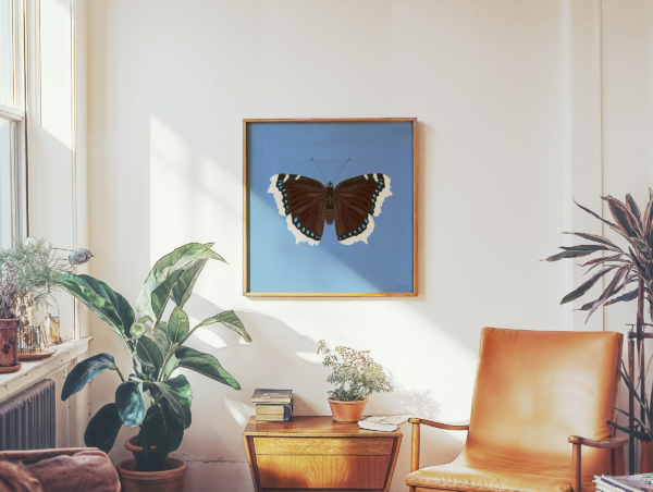 Mourning Cloak Blue Butterfly Poster Square