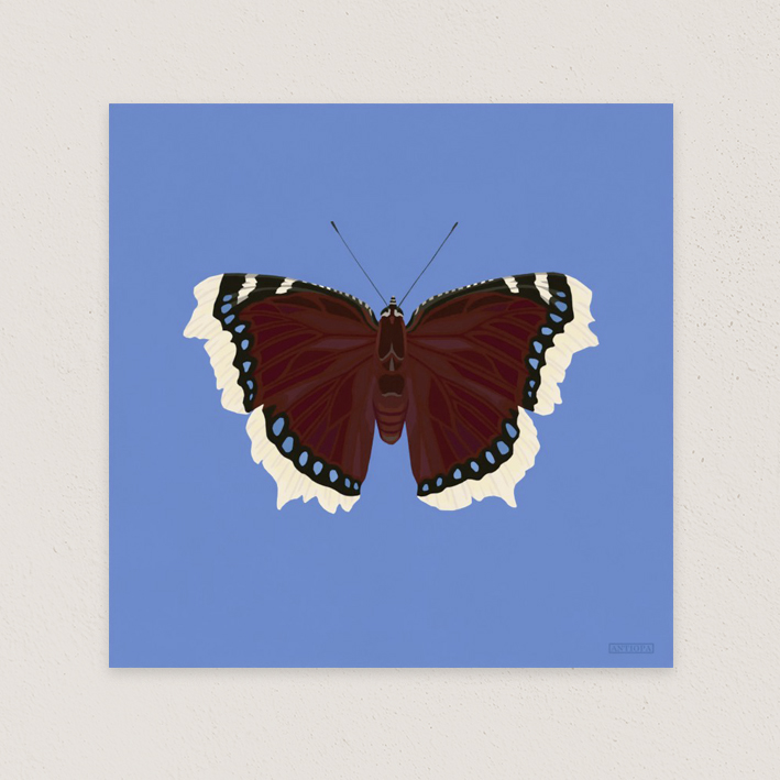 Mourning Cloack Blue Square Poster Digital Download Thumbnail