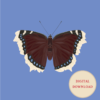 Mourning Cloak Blue Square Butterfly Poster Digital Download