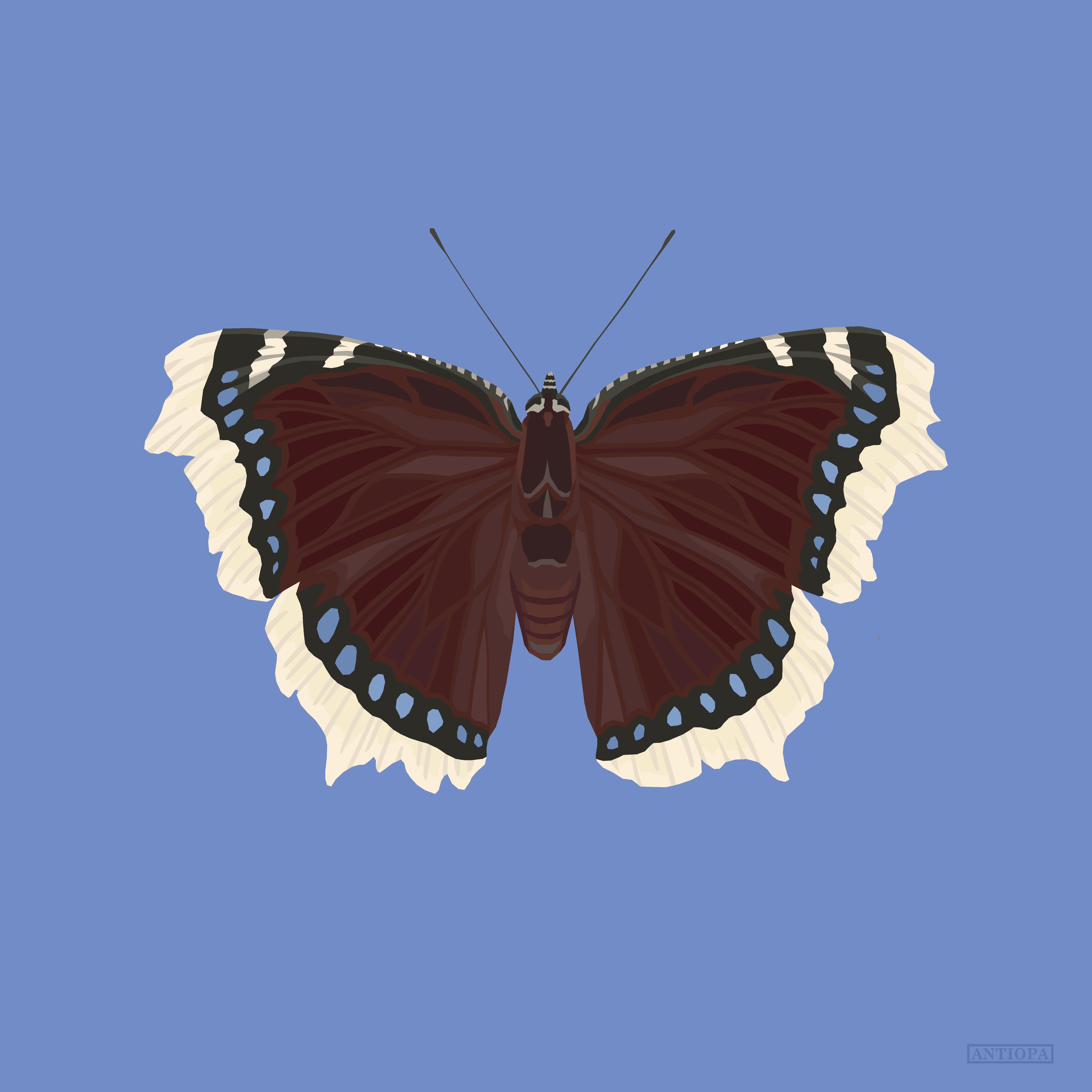 Mourning cloak blue clean square Mourning Cloak Blue Butterfly Poster Square