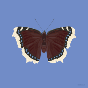 Mourning Cloak Blue Butterfly Poster Square