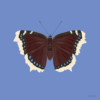 Mourning Cloak Blue Butterfly Poster Square
