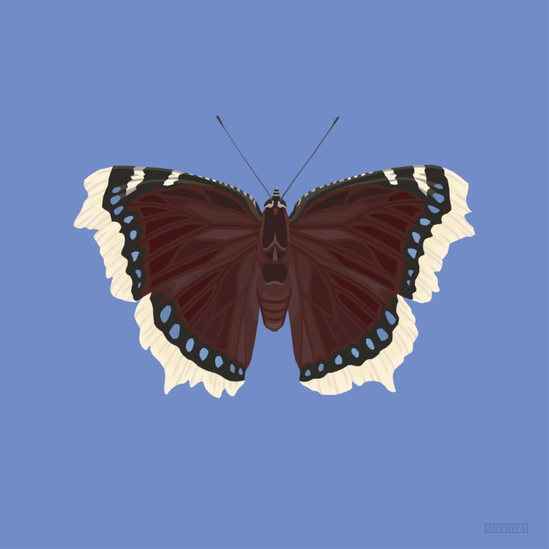 Mourning Cloak Blue Butterfly Poster Square
