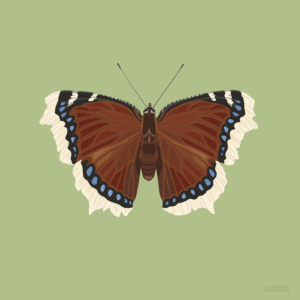 Mourning Cloak Square Butterfly Poster Green