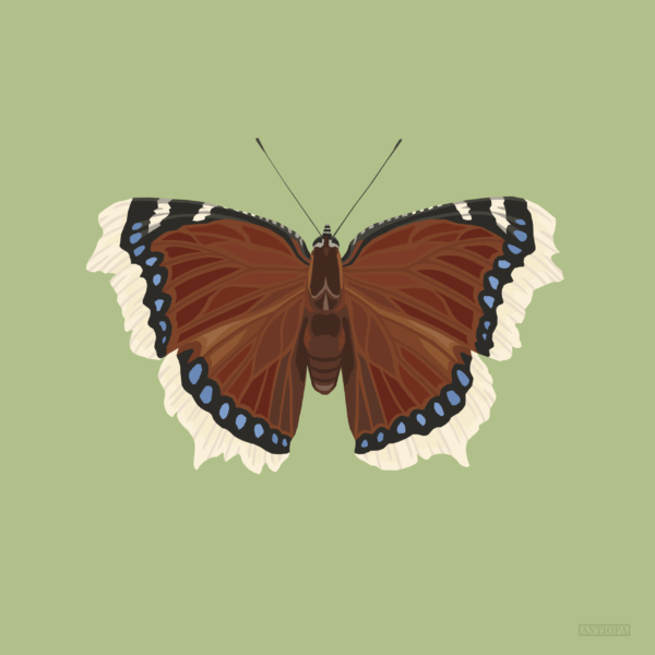 Mourning cloak green clean square featured Mourning Cloak Square Butterfly Poster Green